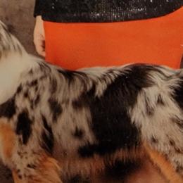 Buckle Bunny - Miniature American Shepherd