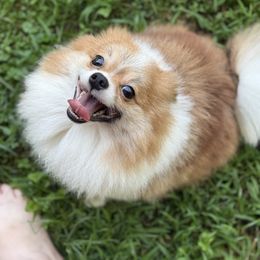Maple - Orange parti female Pomeranian puppy in Zionville, North Carolina from Shaner Poms