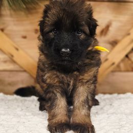 Story - Sable female German Shepherd puppy in Tippecanoe, Indiana from Mächtiger Barkerheim
