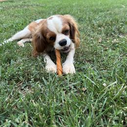 Cavalier King Charles Spaniels, Cavapoos, and Portuguese Water Dogs from Oconee Puppies