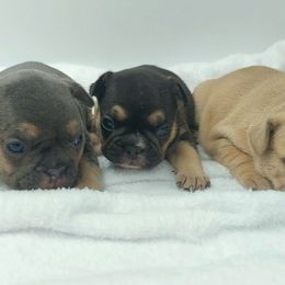 French Bulldog Puppies from Metro Frenchies