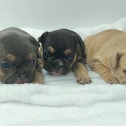 French Bulldog Puppies from Metro Frenchies