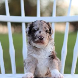 Assorted Doodle Crosses, Aussiedoodles, and Goldendoodles from Lucky Dog Puppies
