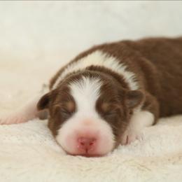 Glow - Red tri-color female Australian Shepherd puppy in Leavenworth, Kansas from Silverbrook Australian Shepherds
