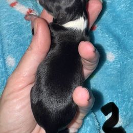 Bell - Black and white female Chihuahua puppy in Madill, Oklahoma from Tiddlewink Chi's