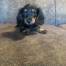 Girl 2 - Black female Dachshund puppy in Merced, California from JBDKennel