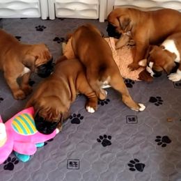 Boxer Puppies from Elevated Boxers