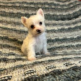 Cookie - Akc - Parti female Yorkshire Terrier puppy in Cleveland, Tennessee from Small Paws Yorkies