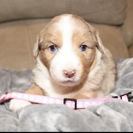 Honey - Red merle female Miniature Australian Shepherd puppy in Kissee Mills, Missouri from Clinkenbeard Kennel
