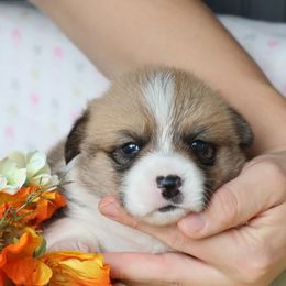 Boy 4 - Red male Pembroke Welsh Corgi puppy in Morgantown, Pennsylvania from Goldstar Puppies (License Number 18519)