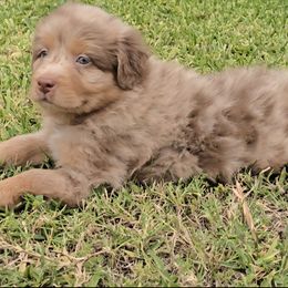 Boy 3 - Red merle male Australian Shepherd puppy in Azusa, California from Pawfectly Aussies
