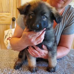 Orange Girl - Gray sable female Shiloh Shepherd puppy in Caneadea, New York from Strauss Haus Shepherds