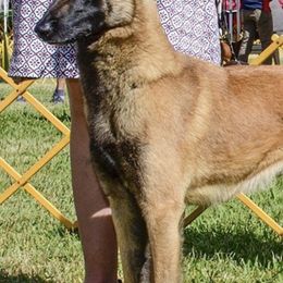 Belgian Malinois and Siberian Huskies from Cinotara Kennels