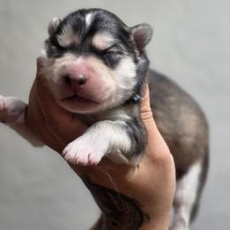 Aki - Sable and white male Siberian Husky puppy in Buckeye, Arizona from Anime Huskies