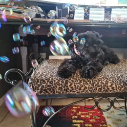 Miniature Schnauzer Puppies from Matrix Schnauzers