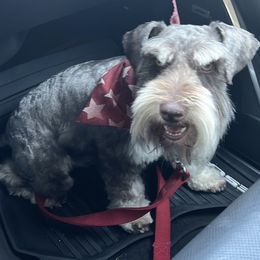 Beaux - Miniature Schnauzer