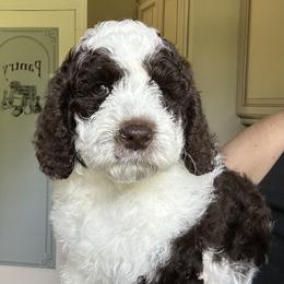 Ireland - Chocolate female Australian Labradoodle puppy in Chuluota, Florida from Delano Australian Labradoodles