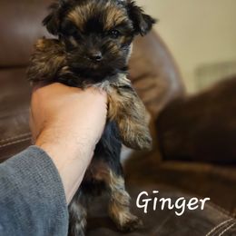 Ginger - Black and tan female Yorkshire Terrier puppy in West Plains, Missouri from Brinkley Yorkies