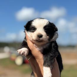 Biscuit - Black tri female Toy Australian Shepherd puppy in Polk City, Florida from Skaky Shepherds