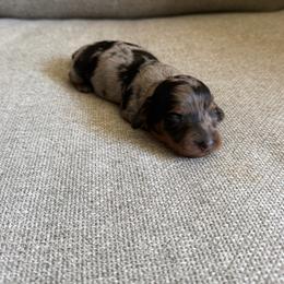 Nova - Dapple female Dachshund puppy in Madera, California from The House Of Dox