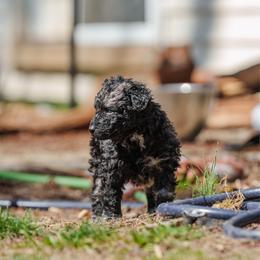 Gust - Black merle male Mudi puppy in Franklinville, New Jersey from Velaris