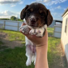 Luna - Chocolate and tan female Dachshund puppy in Nashville, Arkansas from Cuddles n Curls