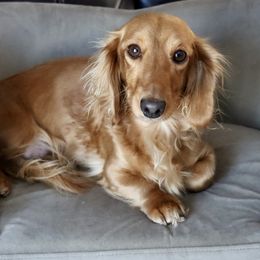 Jade - Dachshund