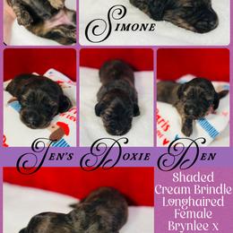 Simone - Brindle female Dachshund puppy in Pensacola, Florida from Jen's Doxie Den