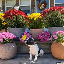 Boston Terrier Puppies from Buster’s Boston Babes