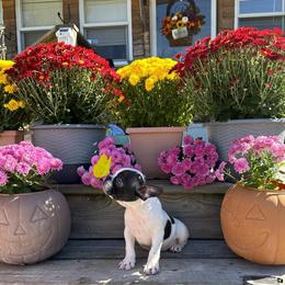 Boston Terrier Puppies from Buster’s Boston Babes
