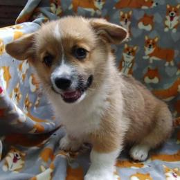 Stanley - Red male Pembroke Welsh Corgi puppy in Forestville, Wisconsin from Bottom Of the Thumb Pembroke Corgis