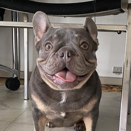 Molly - French Bulldog