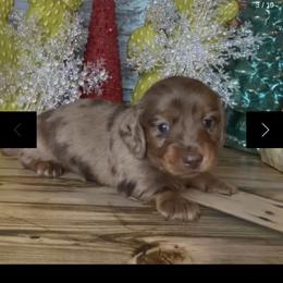 Hairy Paw-ter - Dapple male Dachshund puppy in Floresville, Texas from Muddy River Dachshunds