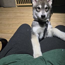 The Agouti One - Black and tan male Companion Cross puppy in Augusta, Maine from Alaskan Huskies of Maine