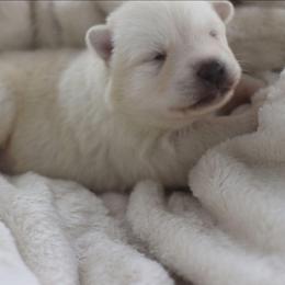 Skye - White female Gerberian Shepsky puppy in Gorman, Texas from Bransford Paw Pack/Timber Huskies