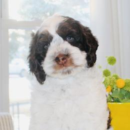 Cockapoo Puppies from Lulu's Cockapoos