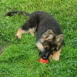 German Shepherds from Von Sagendorf Proud Paws