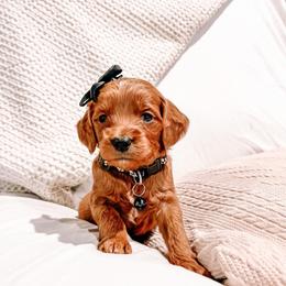 F1B Toy Goldendoodle Coco - Red  female Goldendoodle puppy in Redding, California from Casa Delarosa Poodles & Doodles Collective