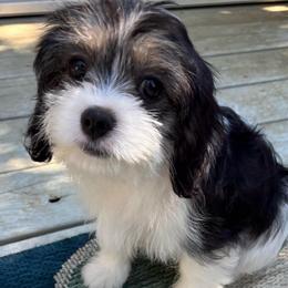 Cheyenne - female Companion Cross puppy in Grottoes, Virginia from Wendy’s Maltese & Cavamalts of Virginia