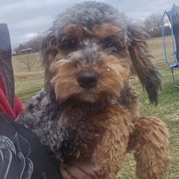 August - Merle male Cockapoo puppy in Lebanon, Kentucky from Mosaic Merle Doodles