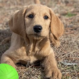 Rudolph - Apricot Labradoodle puppy in Raleigh, North Carolina from Paxterra Labradoodles