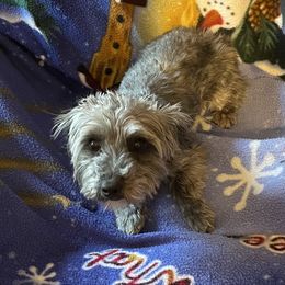 Zoey - Yorkipoo