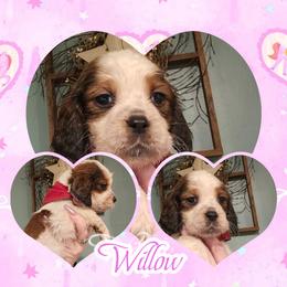 Noel - Liver white and tan female English Springer Spaniel puppy in Westover, Maryland from Sterling's springer Haven