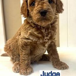 Bernedoodle, Cavapoo, Cockapoo, and Goldendoodle Puppies from Cactus Doods