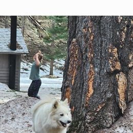 Midnight - American Eskimo Dog