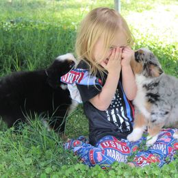 Miniature American Shepherd Puppies from Brassy Acres Miniature American Shepherds