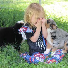 Miniature American Shepherd Puppies from Brassy Acres Miniature American Shepherds