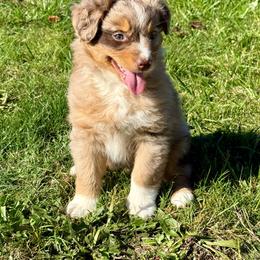 Pumpkin - Red merle female Australian Shepherd puppy in Otis, Oregon from Heritage Hill Aussies