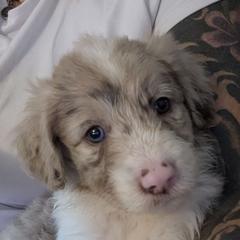 Bordoodle Puppies from Lunatic Kennel