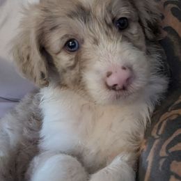 Bordoodle Puppies from Lunatic Kennel